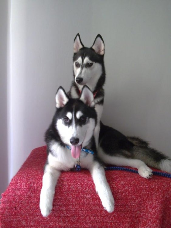 Rossi (5mths).jpg