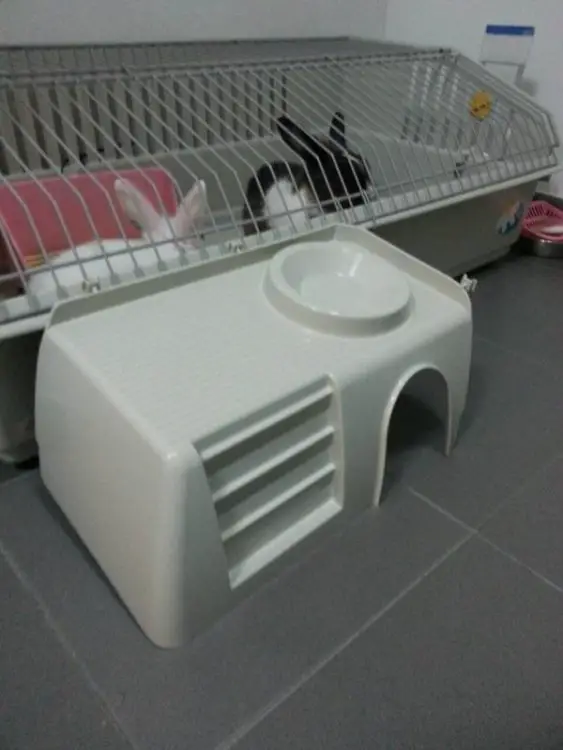 rabbit stairs.jpg