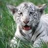 Tigress