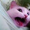 Pinky cat