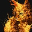 Fyrecat