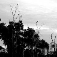 fic