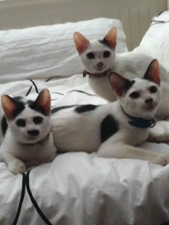 Kittens.jpg