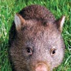 wombat