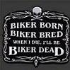 ladynightrider