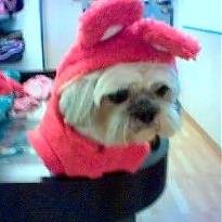 jinggy