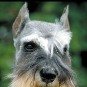 schnauzzie